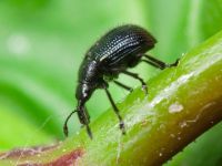 Neocoenorrhinus pauxillus