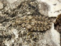 Aradus corticalis