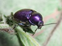 Cryptocephalus (Cryptocephalus) sericeus