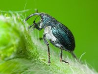 Ceutorhynchus barbareae