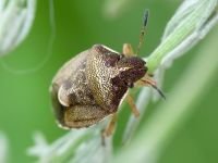 Rubiconia intermedia