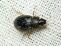 Helochares obscurus