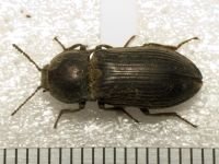 Selatosomus