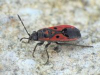 Melanocoryphus tristrami