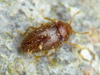 Mycetaea subterranea