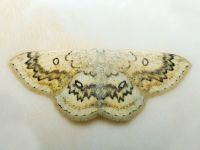 Cyclophora annularia