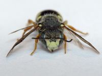 Pseudoanthidium lituratum