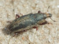 Bothynoderes declivis