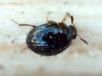 Anisotoma orbicularis
