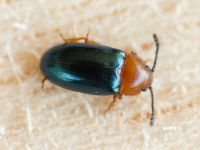 Triplax aenea
