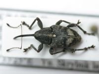 Curculio villosus