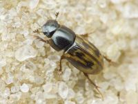 Aphodius
