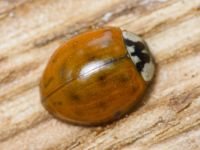Harmonia axyridis