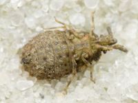 Aradus depressus