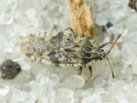 Tingis (Tingis) cardui