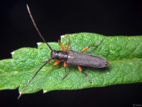 Phytoecia icterica