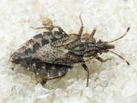 Aradus betulae