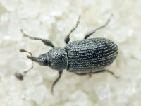 Gymnetron melanarium