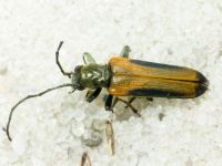 Anogcodes melanurus