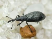 Stenopterapion (Stenopterapion) tenue