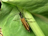Oedemera femorata