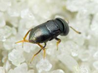 Choreia inepta