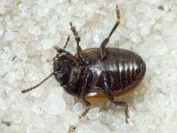 Chrysolina reitteri