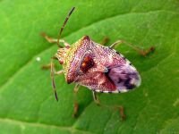 Elasmucha grisea