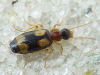 Dromius quadrimaculatus