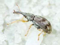 Taeniapion urticarium