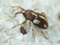 Tychius quinquepunctatus
