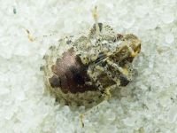 Dyroderes umbraculatus