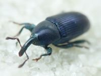 Aulacobaris picicornis