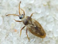 Oncochila simplex