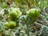 Copium teucrii