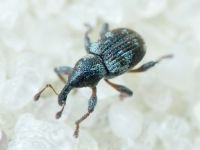Tanysphyrus lemnae