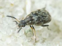 Bruchidius pusillus