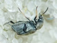 Bruchidius pusillus