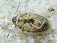 Neottiglossa leporina