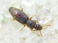 Monotoma brevicollis