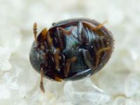 Leiodidae