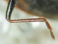 Eremocoris plebejus