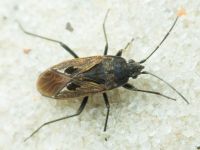 Rhyparochromus pini