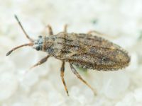 Tingis (Tropidocheila) maculata