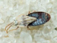 Tingis (Tingis) crispata