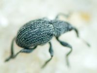 Squamapion atomarium