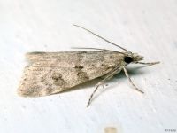 Scoparia