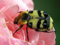 Trichius orientalis