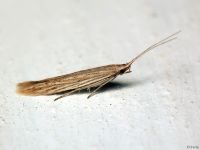 Coleophora quadruplex