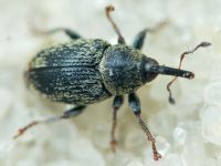 Sibinia (Sibinia) subelliptica